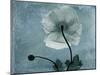 Iceland Poppy-Albert Koetsier-Mounted Art Print