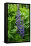 Iceland. Reykjavik. Lupines with Droplets of Rainwater-Inger Hogstrom-Framed Stretched Canvas