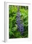Iceland. Reykjavik. Lupines with Droplets of Rainwater-Inger Hogstrom-Framed Photographic Print