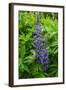 Iceland. Reykjavik. Lupines with Droplets of Rainwater-Inger Hogstrom-Framed Photographic Print