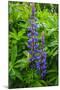 Iceland. Reykjavik. Lupines with Droplets of Rainwater-Inger Hogstrom-Mounted Photographic Print