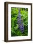 Iceland. Reykjavik. Lupines with Droplets of Rainwater-Inger Hogstrom-Framed Photographic Print