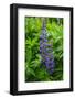 Iceland. Reykjavik. Lupines with Droplets of Rainwater-Inger Hogstrom-Framed Photographic Print