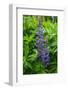 Iceland. Reykjavik. Lupines with Droplets of Rainwater-Inger Hogstrom-Framed Photographic Print