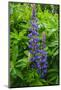 Iceland. Reykjavik. Lupines with Droplets of Rainwater-Inger Hogstrom-Mounted Photographic Print