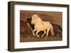 Iceland. Running Icelandic horses at sunset.-Jaynes Gallery-Framed Photographic Print