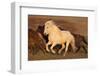 Iceland. Running Icelandic horses at sunset.-Jaynes Gallery-Framed Photographic Print