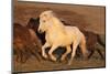 Iceland. Running Icelandic horses at sunset.-Jaynes Gallery-Mounted Photographic Print