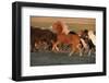 Iceland. Running Icelandic horses at sunset.-Jaynes Gallery-Framed Photographic Print