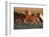 Iceland. Running Icelandic horses at sunset.-Jaynes Gallery-Framed Photographic Print