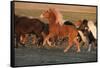 Iceland. Running Icelandic horses at sunset.-Jaynes Gallery-Framed Stretched Canvas