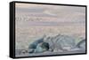 Iceland, Skaftafell National Park, Blue details of Vatnajokull Glacier.-Ellen Goff-Framed Stretched Canvas