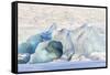 Iceland, Skaftafell National Park, Blue details of Vatnajokull Glacier.-Ellen Goff-Framed Stretched Canvas