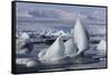 Iceland, Skaftafell National Park, Jokulsarlon lagoon. Ice from Vatnajokull Glacier on a lagoon.-Ellen Goff-Framed Stretched Canvas