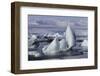 Iceland, Skaftafell National Park, Jokulsarlon lagoon. Ice from Vatnajokull Glacier on a lagoon.-Ellen Goff-Framed Photographic Print