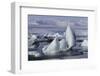 Iceland, Skaftafell National Park, Jokulsarlon lagoon. Ice from Vatnajokull Glacier on a lagoon.-Ellen Goff-Framed Photographic Print