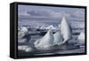 Iceland, Skaftafell National Park, Jokulsarlon lagoon. Ice from Vatnajokull Glacier on a lagoon.-Ellen Goff-Framed Stretched Canvas