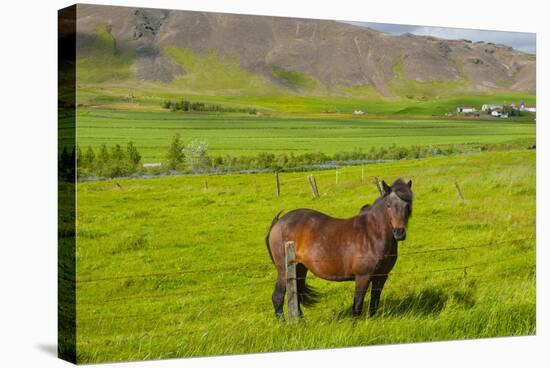 Iceland. South Region. Mossfellsbaer. Icelandic Horse-Inger Hogstrom-Stretched Canvas