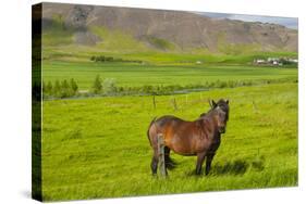 Iceland. South Region. Mossfellsbaer. Icelandic Horse-Inger Hogstrom-Stretched Canvas