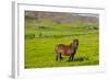 Iceland. South Region. Mossfellsbaer. Icelandic Horse-Inger Hogstrom-Framed Photographic Print