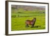 Iceland. South Region. Mossfellsbaer. Icelandic Horse-Inger Hogstrom-Framed Photographic Print