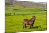Iceland. South Region. Mossfellsbaer. Icelandic Horse-Inger Hogstrom-Mounted Photographic Print