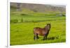 Iceland. South Region. Mossfellsbaer. Icelandic Horse-Inger Hogstrom-Framed Photographic Print