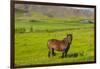 Iceland. South Region. Mossfellsbaer. Icelandic Horse-Inger Hogstrom-Framed Photographic Print