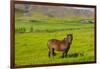 Iceland. South Region. Mossfellsbaer. Icelandic Horse-Inger Hogstrom-Framed Photographic Print