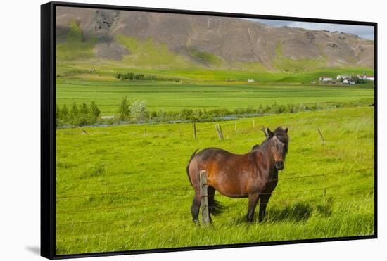 Iceland. South Region. Mossfellsbaer. Icelandic Horse-Inger Hogstrom-Framed Stretched Canvas