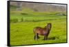 Iceland. South Region. Mossfellsbaer. Icelandic Horse-Inger Hogstrom-Framed Stretched Canvas