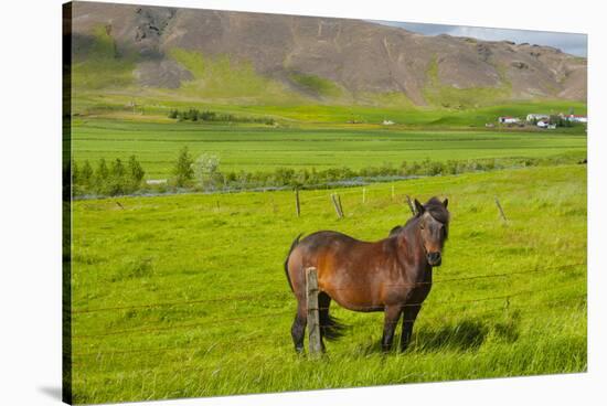 Iceland. South Region. Mossfellsbaer. Icelandic Horse-Inger Hogstrom-Stretched Canvas
