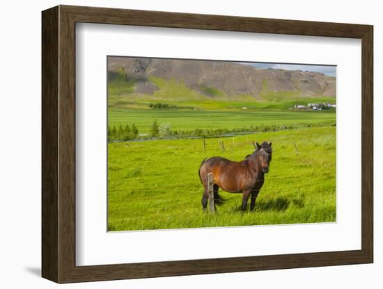 Iceland. South Region. Mossfellsbaer. Icelandic Horse-Inger Hogstrom-Framed Photographic Print