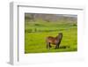 Iceland. South Region. Mossfellsbaer. Icelandic Horse-Inger Hogstrom-Framed Photographic Print