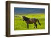 Iceland. South Region. Mossfellsbaer. Icelandic Horse-Inger Hogstrom-Framed Photographic Print