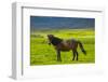 Iceland. South Region. Mossfellsbaer. Icelandic Horse-Inger Hogstrom-Framed Photographic Print