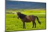 Iceland. South Region. Mossfellsbaer. Icelandic Horse-Inger Hogstrom-Mounted Photographic Print