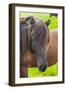 Iceland. South Region. Selfoss. Icelandic Horse-Inger Hogstrom-Framed Photographic Print