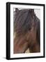 Iceland. South Region. Selfoss. Icelandic Horse-Inger Hogstrom-Framed Photographic Print