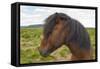 Iceland. South Region. Selfoss. Icelandic Horse-Inger Hogstrom-Framed Stretched Canvas