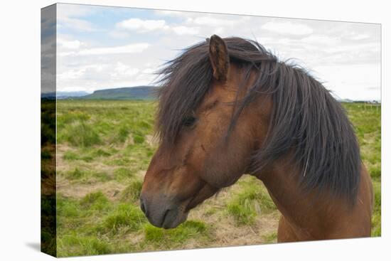 Iceland. South Region. Selfoss. Icelandic Horse-Inger Hogstrom-Stretched Canvas