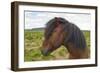 Iceland. South Region. Selfoss. Icelandic Horse-Inger Hogstrom-Framed Photographic Print