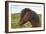 Iceland. South Region. Selfoss. Icelandic Horse-Inger Hogstrom-Framed Photographic Print