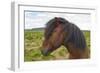 Iceland. South Region. Selfoss. Icelandic Horse-Inger Hogstrom-Framed Photographic Print