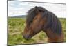 Iceland. South Region. Selfoss. Icelandic Horse-Inger Hogstrom-Mounted Photographic Print