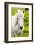 Iceland. South Region. Selfoss. Icelandic Horse-Inger Hogstrom-Framed Photographic Print