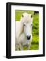 Iceland. South Region. Selfoss. Icelandic Horse-Inger Hogstrom-Framed Photographic Print