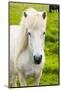 Iceland. South Region. Selfoss. Icelandic Horse-Inger Hogstrom-Mounted Photographic Print