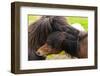 Iceland. South Region. Selfoss. Icelandic Horses Nibbling One Another-Inger Hogstrom-Framed Photographic Print