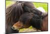 Iceland. South Region. Selfoss. Icelandic Horses Nibbling One Another-Inger Hogstrom-Mounted Photographic Print